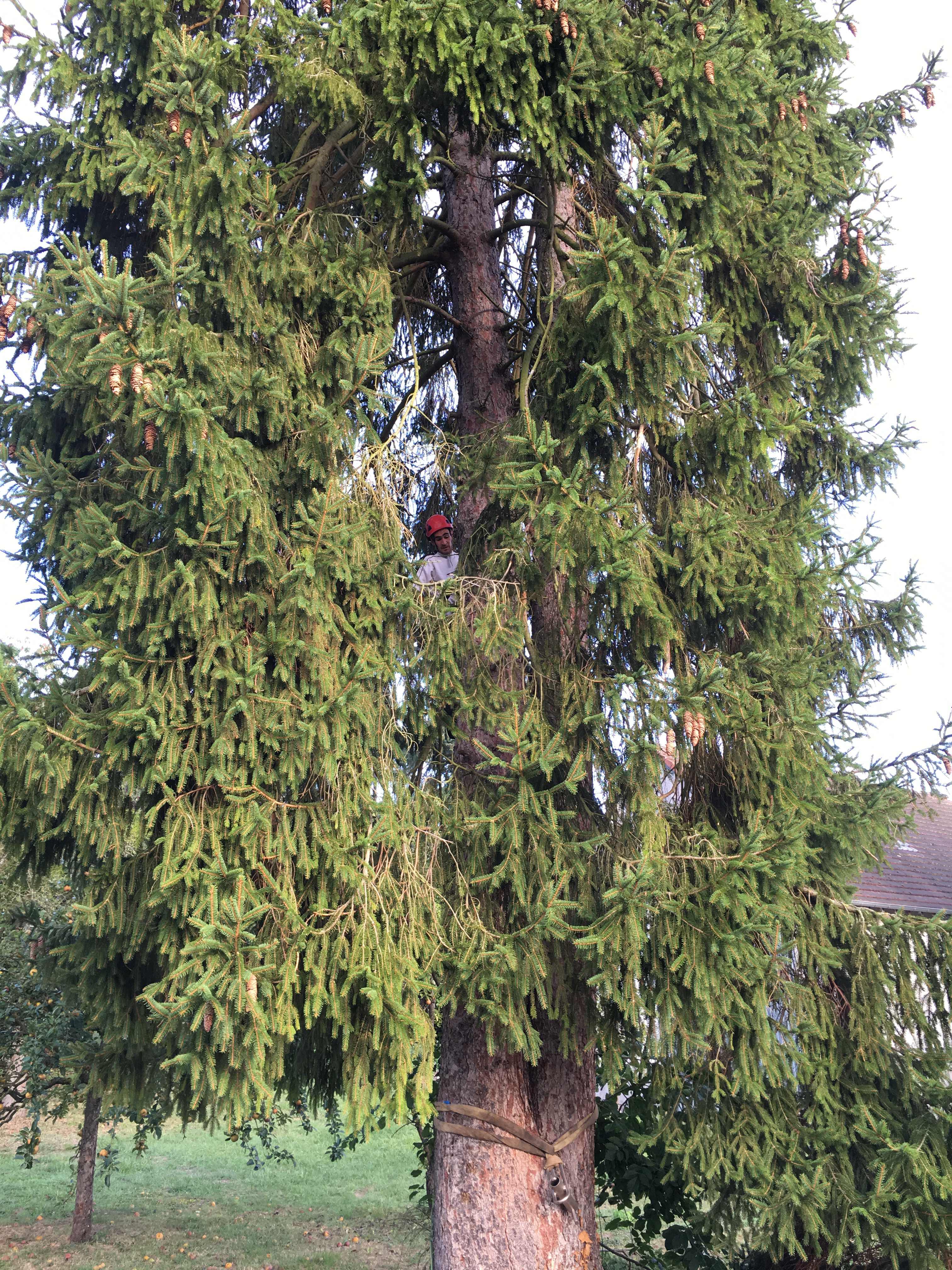 elagage abattage Jolgonne 02850